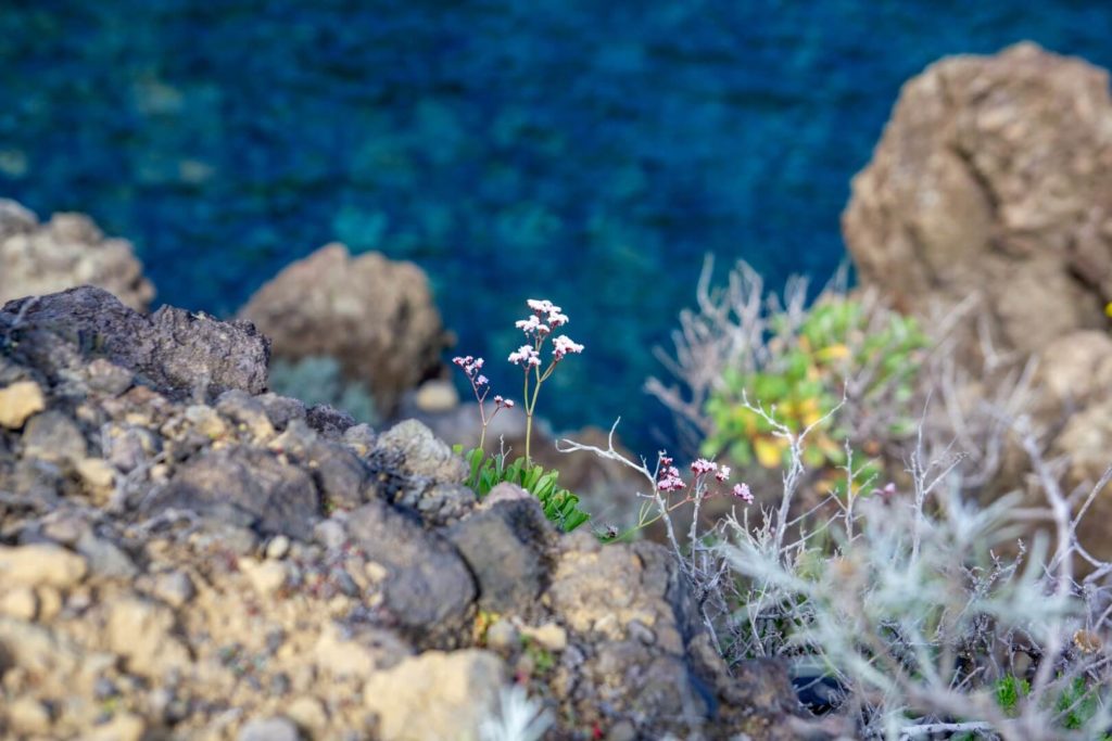 La Palma - view on a flower
