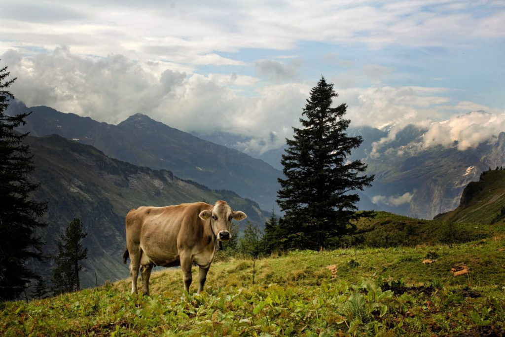 Switzerland - Cow infront of Landscape